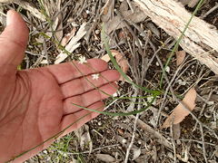 Caesia parviflora parviflora