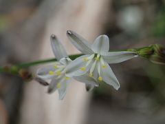 Caesia parviflora parviflora