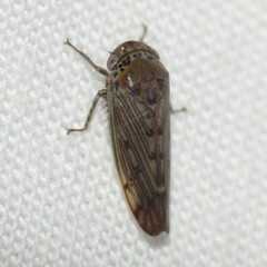 Marganana suilla