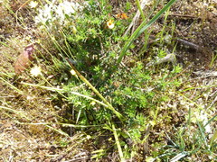 Pultenaea hispidula