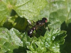 Nemopoda nitidula