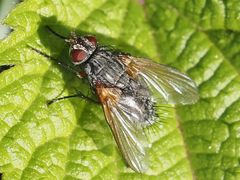 Macquartia grisea