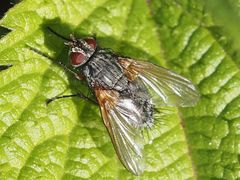 Macquartia grisea