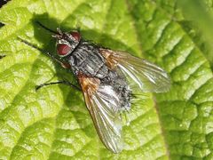 Macquartia grisea