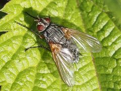 Macquartia grisea
