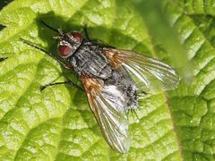 Macquartia grisea