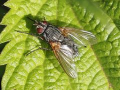 Macquartia grisea