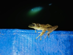 Polypedates leucomystax