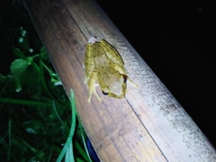 Polypedates leucomystax