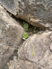 Peperomia polycephala