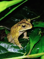 Duttaphrynus melanostictus