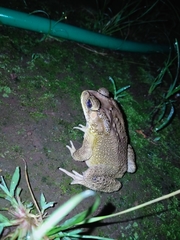 Duttaphrynus melanostictus