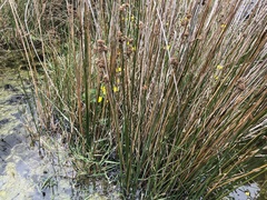 Juncus edgariae