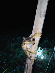 Polypedates leucomystax