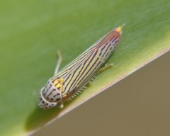 Graphocephala aurora