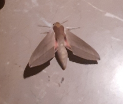 Theretra alecto
