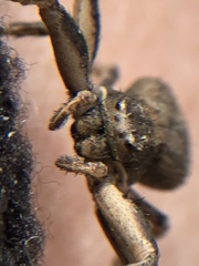 Xysticus ferox