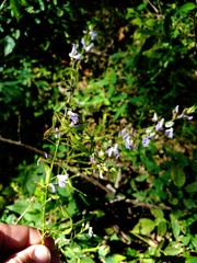 Desmodium cuspidatum