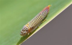 Graphocephala aurora