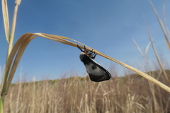 Hemileuca nevadensis