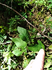 Desmodium cuspidatum