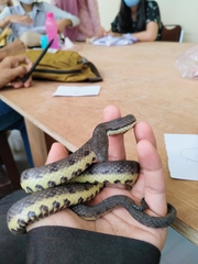 Cerberus schneiderii