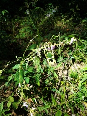 Desmodium cuspidatum