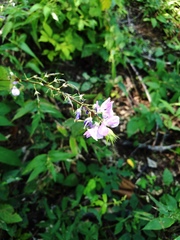 Desmodium cuspidatum
