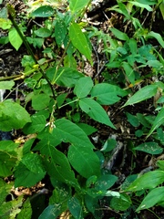 Desmodium cuspidatum