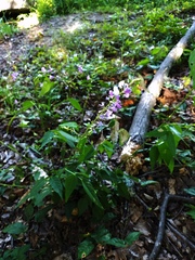 Desmodium cuspidatum