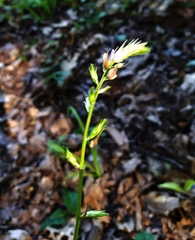 Desmodium cuspidatum