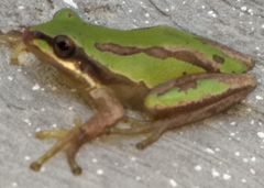 Hyla walkeri