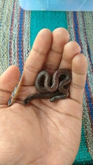Cylindrophis opisthorhodus