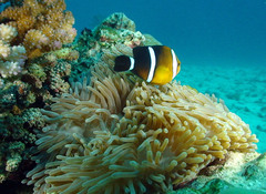 Amphiprion tricinctus