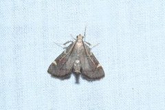 Hypsopygia thymetusalis