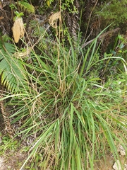 Miscanthus nepalensis