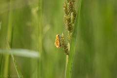 Chrysoecia atrolinea