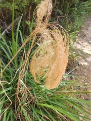 Miscanthus nepalensis
