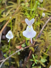 Utricularia sandersonii