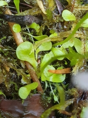 Utricularia sandersonii