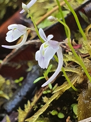 Utricularia sandersonii