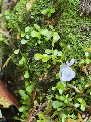 Utricularia sandersonii