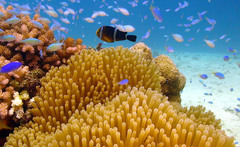 Amphiprion tricinctus