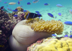 Amphiprion tricinctus