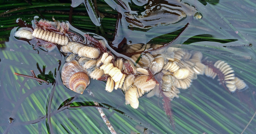 Channeled Basket Snail