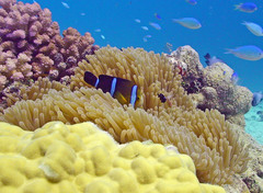 Amphiprion tricinctus