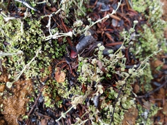 Cladonia concinna
