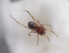 Araneoidea