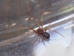 Araneoidea