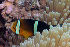 Amphiprion tricinctus